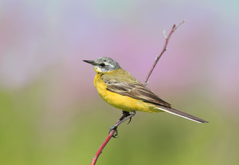 bird yellow Wagtail sitting on a summer meadow on a branch