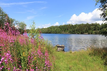 Norway lake - Norsjo. Fireweed flowers.
