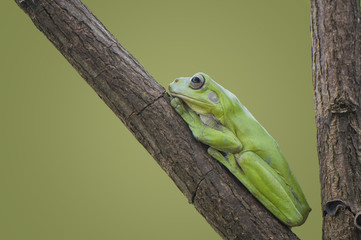 Green Frog