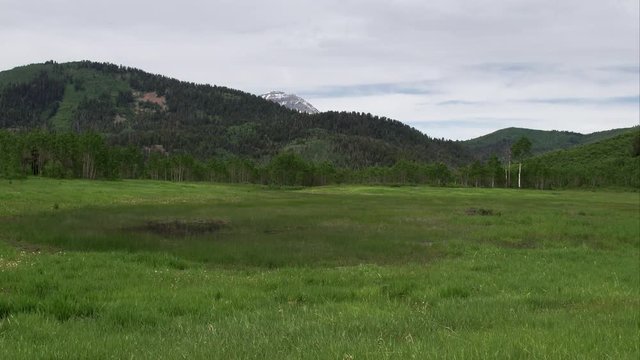 Flying past aspen tree over a treen meadow.