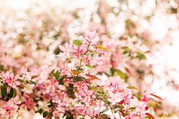 Blooming Sakura, pink cherry flowers