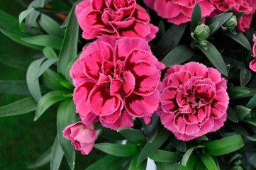 Clavel Oscar perfumado