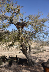 Moroccan goats on the tree