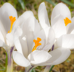 White crocus flower blossoms