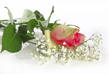 Search Photos Gypsophile