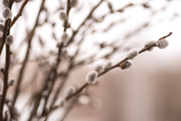 Obraz premium Pussy willow branches