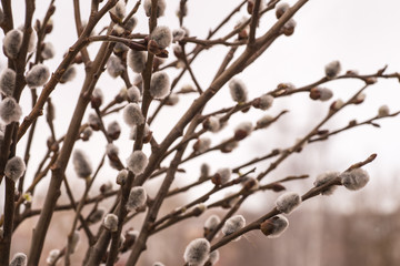 Pussy willow branches