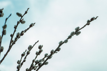 Pussy willow branches