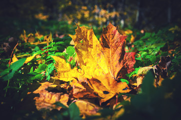 Maple leaf