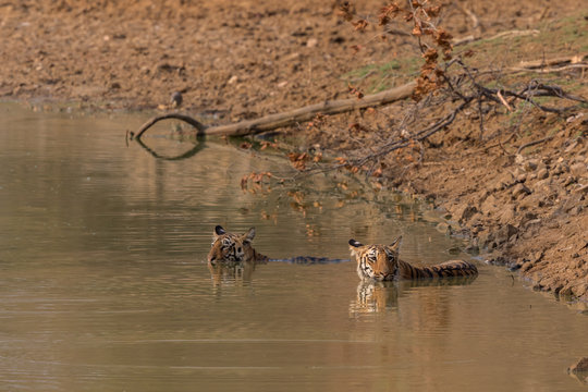 Two tigers lounging in the water at a waterhole in Tadoba National park with just their heads showing out of the water.