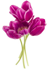 Fototapeta premium lilac tulip flowers bouquet isolated on white background cutout