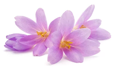 Photo sur Plexiglas Crocus lilac crocus flowers isolated on white background