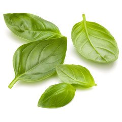 Sweet basil herb leaves handful isolated on white background closeup