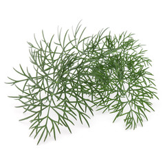 Close up shot of branch of fresh green dill herb leaves isolated on white background