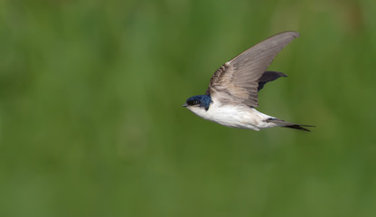 Common House Martin in very fast flight with lifted wings 