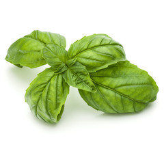 Close up studio shot of fresh green basil herb leaves isolated on white background. Sweet Genovese...
