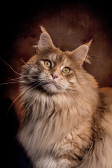 großer Maine Coon Kater