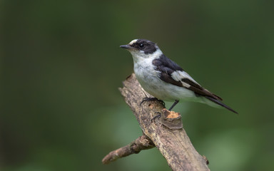 Obraz premium Male Collared Flycatcher perched on an old dried branch 