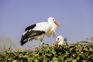Couple de cigogne dans un nid.