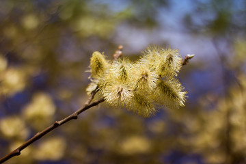 The Flower of pussy willow