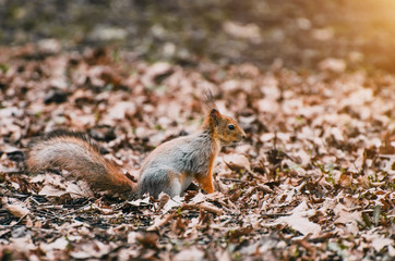 Squirrel in the forest and dry leaves in spring