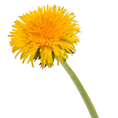 Dandelion flower isolated on white background cutout