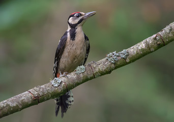 Obraz premium Young Great Spotted Woodpecker perched on a small aged lichen covered branch in a forest 