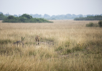 Obraz na płótnie Canvas Tall grasses with lioness in Queen Elizabeth National Park, Uganda