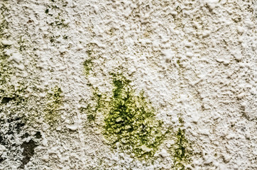 cement wall with moss