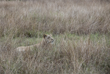 Profile of lioness hiding Queen Elizabeth National Park, Uganda