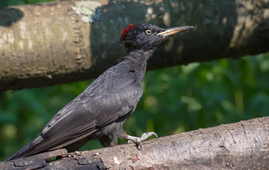 Female Black Woodpecker climbing on a fallen tree trunk 