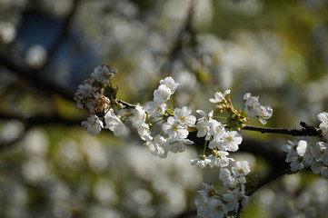 Ramo di ciliegio fiorito particolare