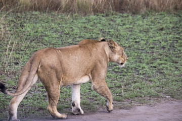 Obraz premium Lioness on dirt road Queen Elizabeth National Park, Uganda