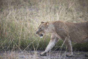 Lioness stalking in grasses in Queen Elizabeth National Park, Uganda