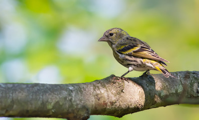 Fototapeta premium Young female Eurasian Siskin back view posing on a big branch 