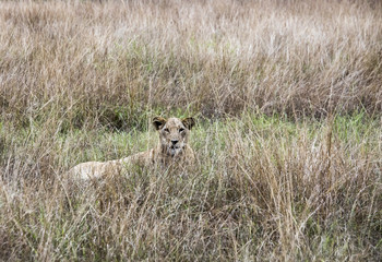 Lioness laying Queen Elizabeth National Park, Uganda