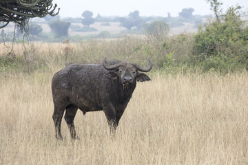 Cape buffalo eating grass in Queen Elizabeth National Park, Uganda