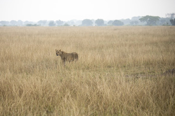 Adult lioness standing in tall grasses in Queen Elizabeth National Park, Uganda