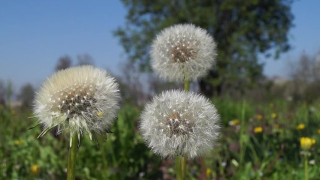 Tarassaco dente di leone al vento su sfondo di erba verde