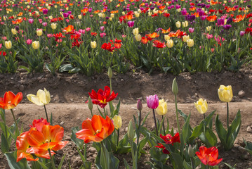 Fototapeta premium Tulipani italiani