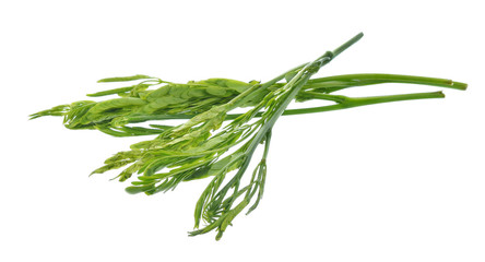 Fototapeta premium Leucaena on white Background