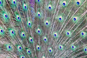 Fototapeta premium Indian Peacock Feathers 