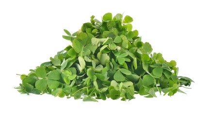 Obraz premium Water clover