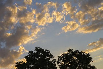 Fototapeta na wymiar Oak tree silhouette with sunset shadow sky clouds