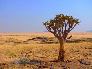 Naklejka na ściany i meble Quiver tree in Namibia
