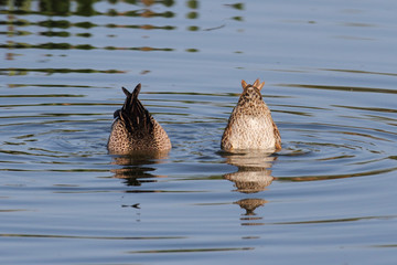 Pair of Blue-winged Teal