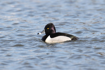 Ring-necked Duck