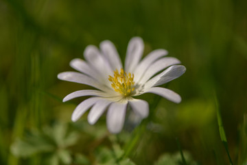 Bunte Fr&uuml;hlingswiese