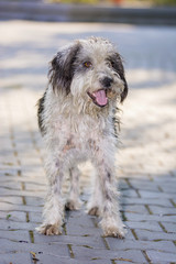 Dog posing for camera