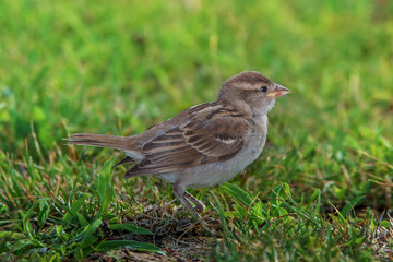 Sparrow isolated on a grass field